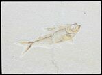 Diplomystus Fossil Fish - Wyoming #59836-1